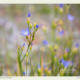 Morning Iris wildflower, Stirling Range, WA
