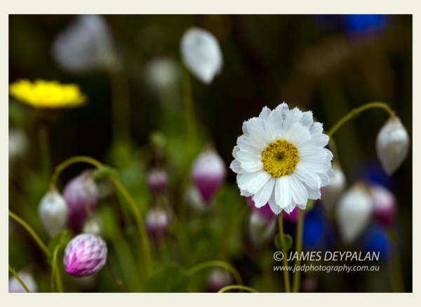 White Everlasting