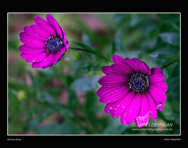 Osteospermum