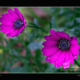 Osteospermum