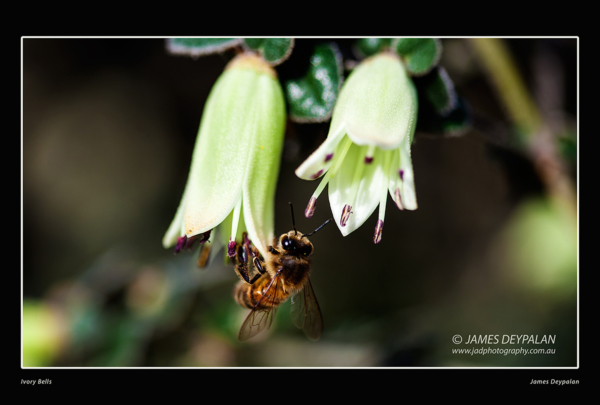 Ivory bells