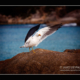 pacific-gull