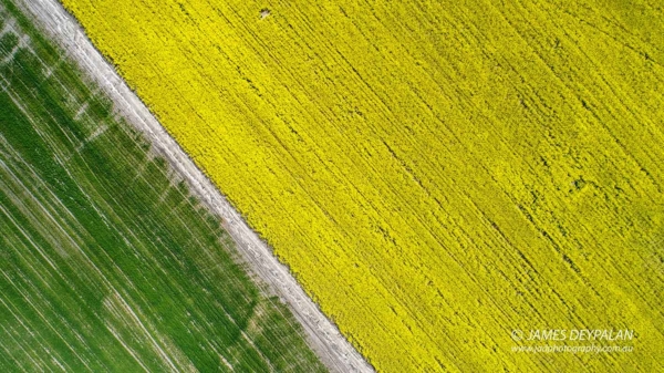 Wheat and Canola