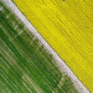 Wheat and Canola aerial