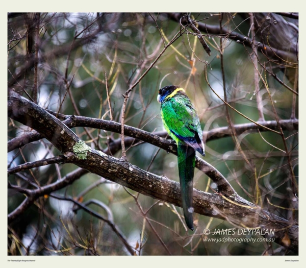 28-ringneck-parrot