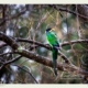 28-ringneck-parrot