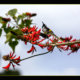 new-holland-honeyeater