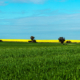 canola-fields