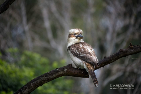 kookaburra