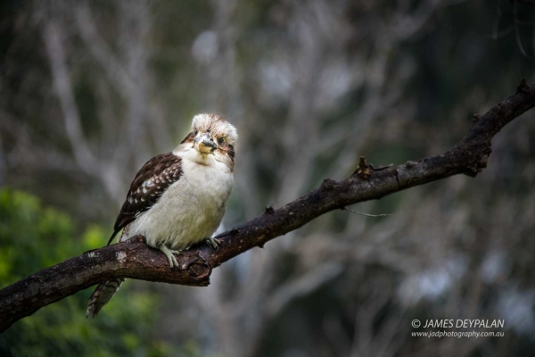 kookaburra