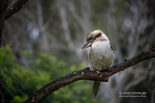 kookaburra