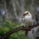 kookaburra