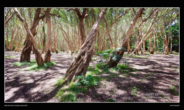 paperbark-trees