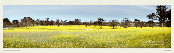 canola-fields