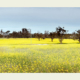 canola-fields