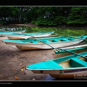 mangrove-paddle-boat