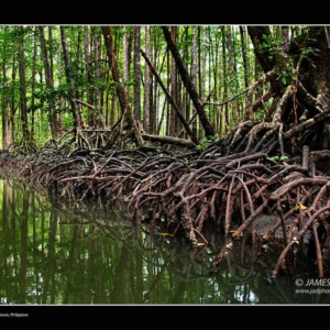 mangroves-sabang-puerto-princesa