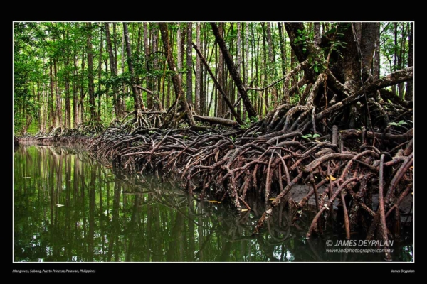 mangroves-sabang-puerto-princesa