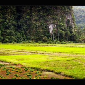 karst-mountain-rice-field