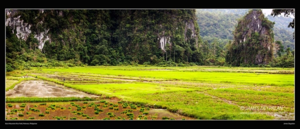 karst-mountain-rice-field