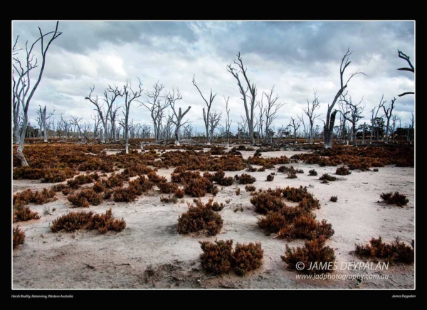 dead-trees