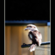 kookaburra