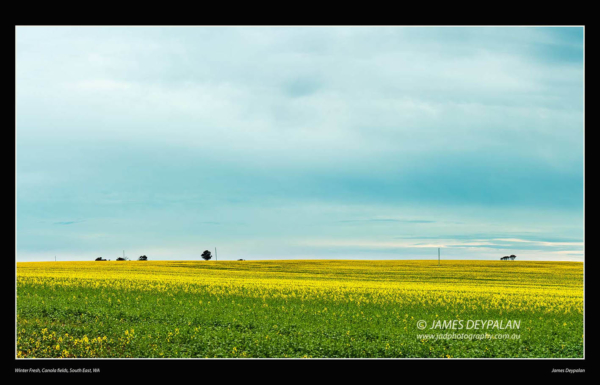 canola-fields