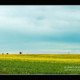 canola-fields