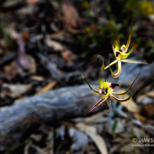 fringed-mantis-orchid