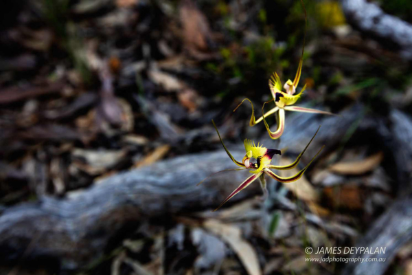 fringed-mantis-orchid