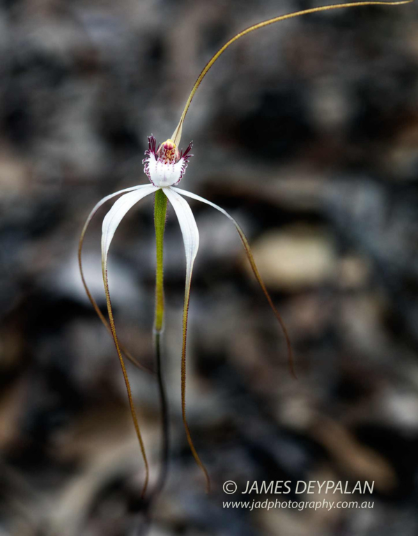 white-spider-orchid