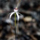 white-spider-orchid