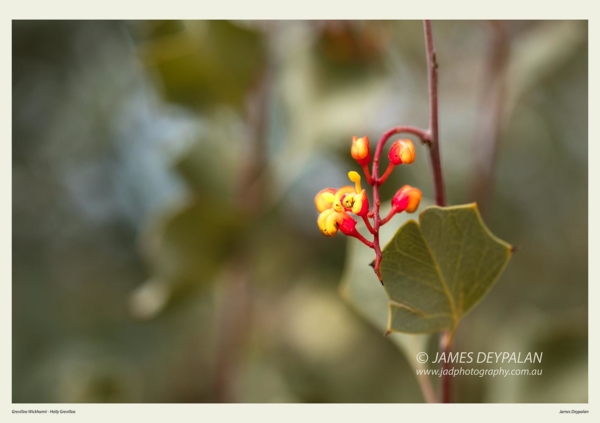 grevillea-wickhamii-holly-grevillea