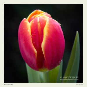 red-yellow-tulip-bulb
