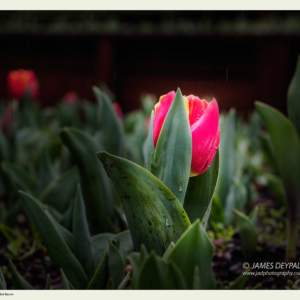 red-yellow-tulips