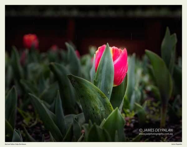 red-yellow-tulips