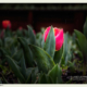 red-yellow-tulips