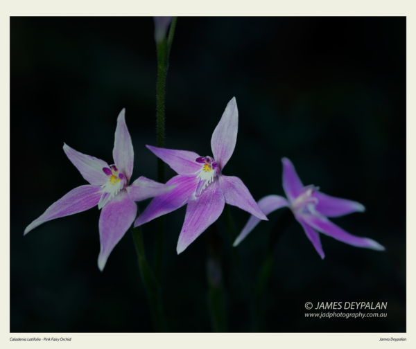 pink-fairy-orchid